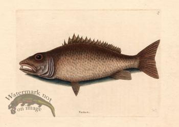 Catesby Fish 6